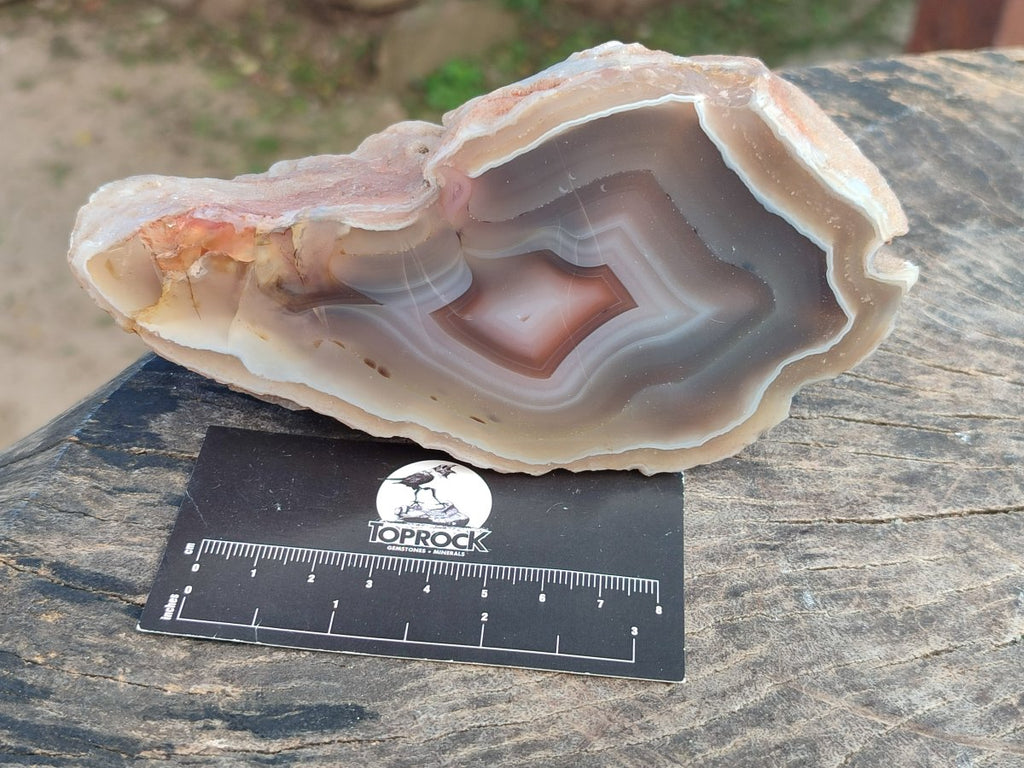 Polished Red Shashe River Agate Nodules x 3 From Shashe River, Zimbabwe