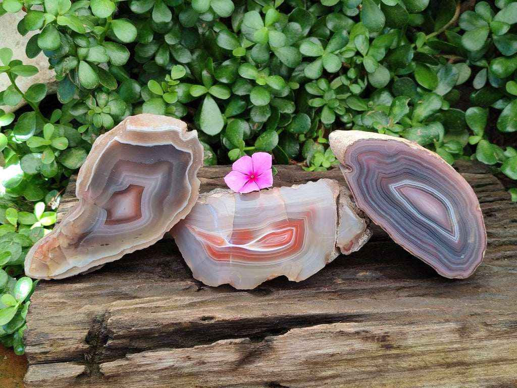 Polished Red Shashe River Agate Nodules x 3 From Shashe River, Zimbabwe