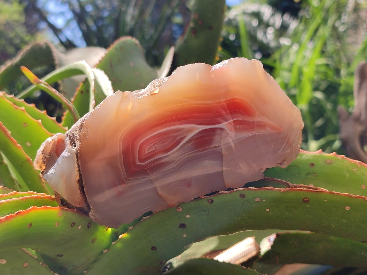 Polished Red Shashe River Agate Nodules x 3 From Shashe River, Zimbabwe