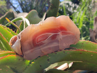 Polished Red Shashe River Agate Nodules x 3 From Shashe River, Zimbabwe