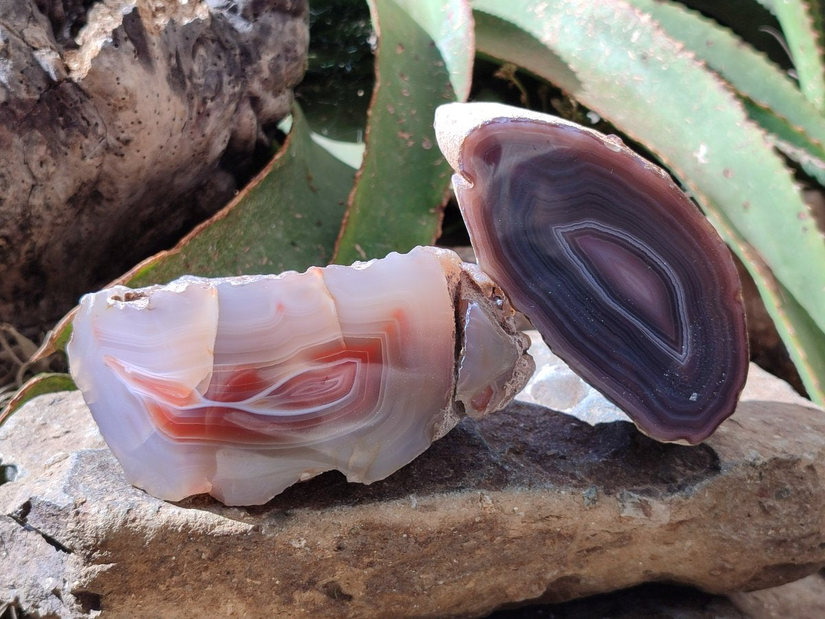 Polished Red Shashe River Agate Nodules x 3 From Shashe River, Zimbabwe