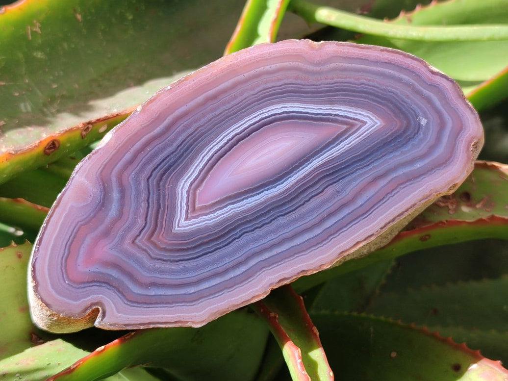 Polished Red Shashe River Agate Nodules x 3 From Shashe River, Zimbabwe