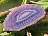 Polished Red Shashe River Agate Nodules x 3 From Shashe River, Zimbabwe