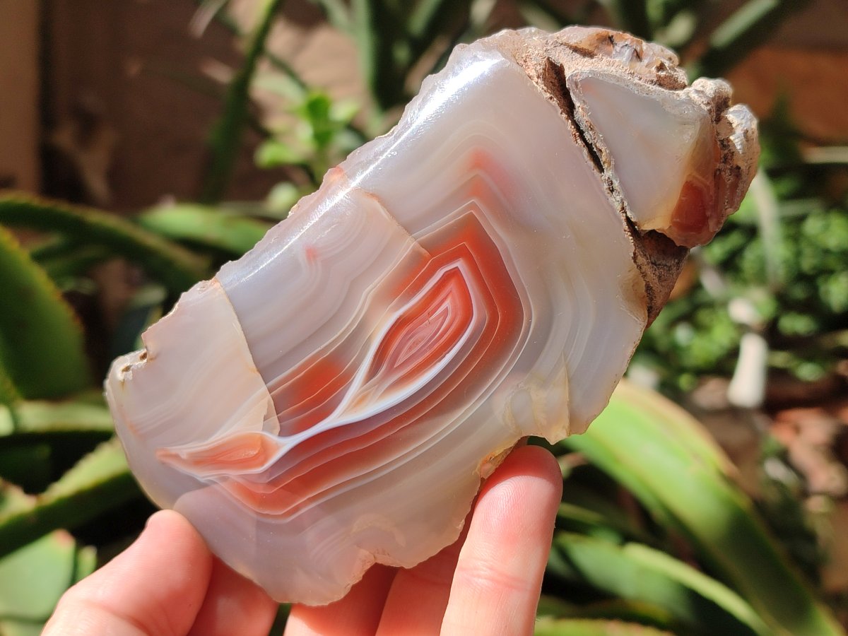 Polished Red Shashe River Agate Nodules x 3 From Shashe River, Zimbabwe
