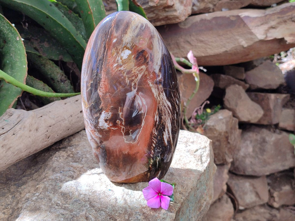 Polished Red Podocarpus Petrified Wood Standing Free Form x 1 From Mahajanga, Madagascar