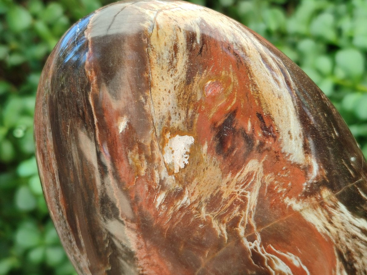 Polished Red Podocarpus Petrified Wood Standing Free Form x 1 From Mahajanga, Madagascar