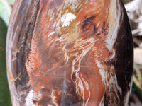 Polished Red Podocarpus Petrified Wood Standing Free Form x 1 From Mahajanga, Madagascar