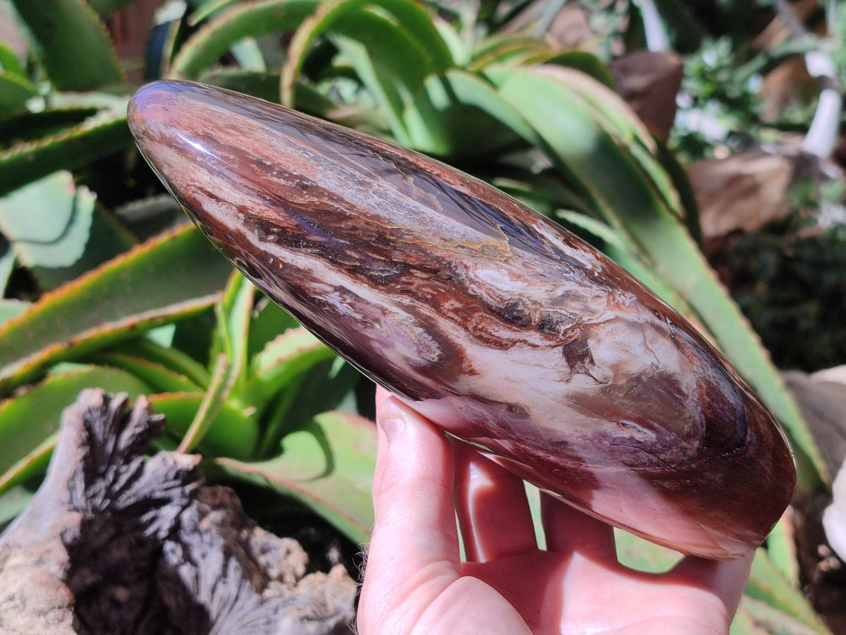 Polished Red Podocarpus Petrified Wood Standing Free Form x 1 From Mahajanga, Madagascar