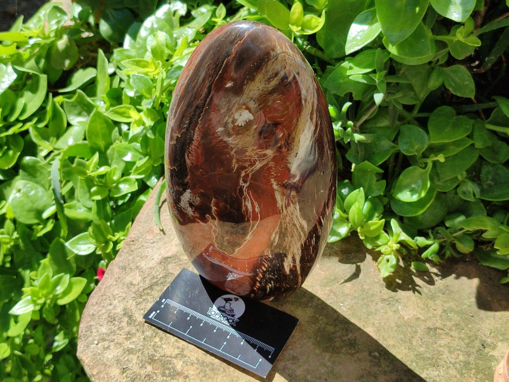 Polished Red Podocarpus Petrified Wood Standing Free Form x 1 From Mahajanga, Madagascar