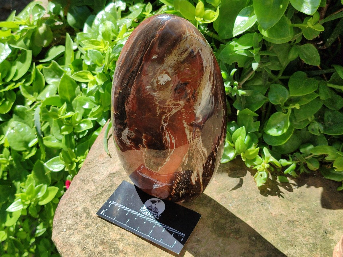 Polished Red Podocarpus Petrified Wood Standing Free Form x 1 From Mahajanga, Madagascar