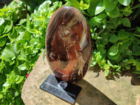 Polished Red Podocarpus Petrified Wood Standing Free Form x 1 From Mahajanga, Madagascar