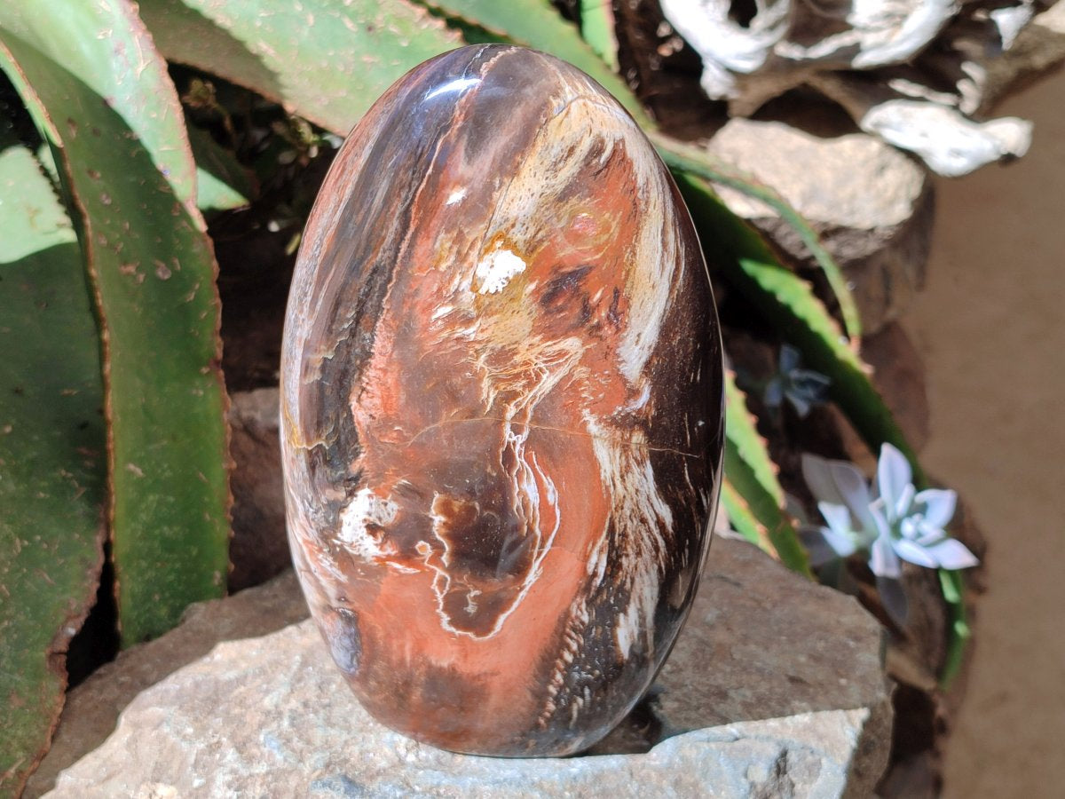 Polished Red Podocarpus Petrified Wood Standing Free Form x 1 From Mahajanga, Madagascar