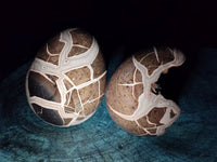 Polished Septerye Sauvage "Dragons Egg" Geode x 2 From Mahajanga, Madagascar