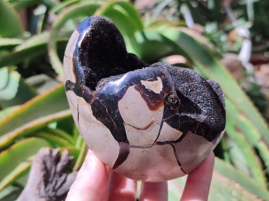 Polished Septerye Sauvage "Dragons Egg" Geode x 2 From Mahajanga, Madagascar