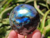 Polished Labradorite Spheres x 6 From Madagascar
