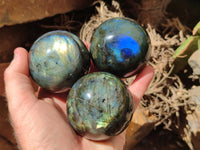 Polished Labradorite Spheres x 6 From Madagascar