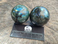 Polished Labradorite Spheres x 6 From Madagascar