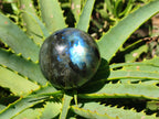 Polished Labradorite Spheres x 6 From Madagascar