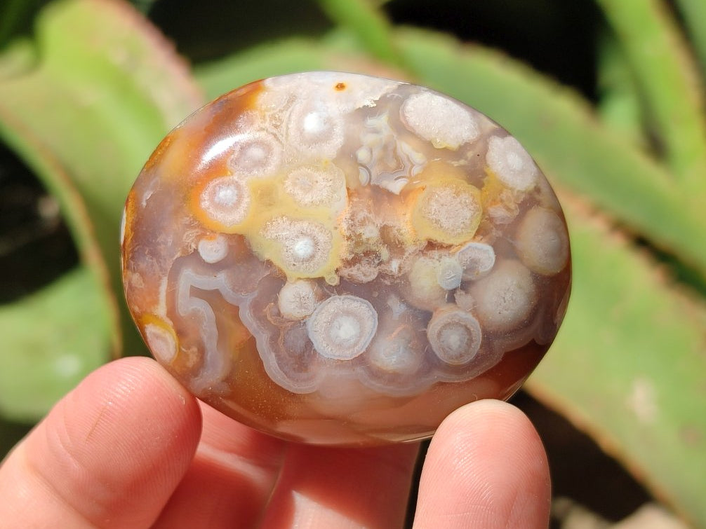 Polished Flower Agate Palm Stones x 20 From Antsahalova, Madagascar