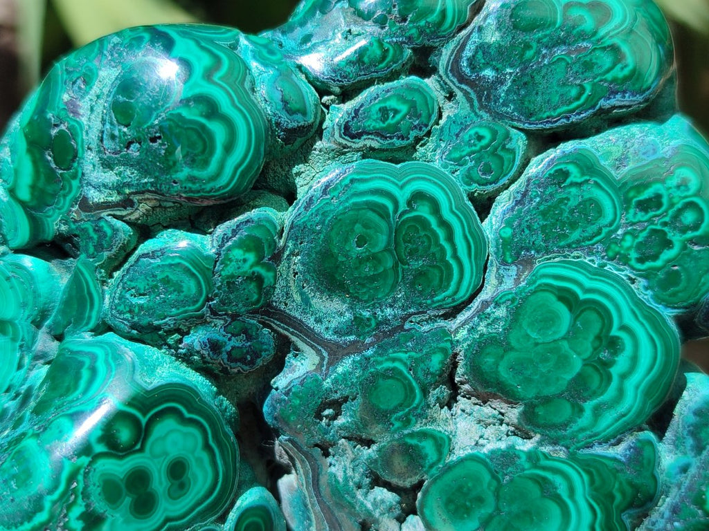 Polished Flower Banded Malachite Free Forms x 2 From Congo - Toprock Gemstones and Minerals 