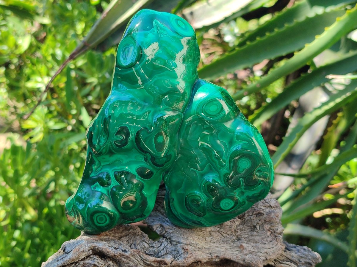Polished Flower Banded Malachite Free Forms x 2 From Congo