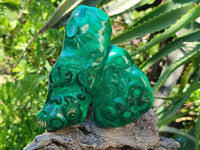 Polished Flower Banded Malachite Free Forms x 2 From Congo