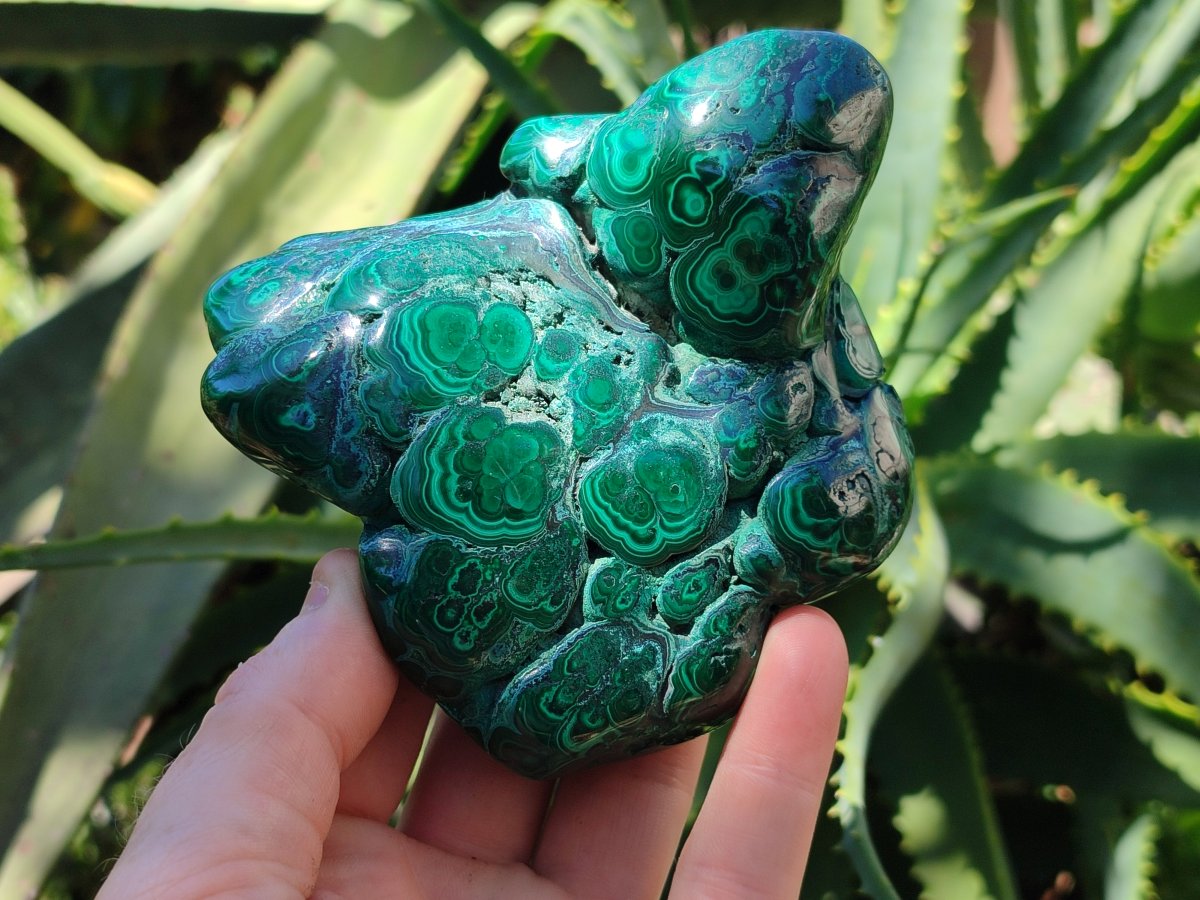 Polished Flower Banded Malachite Free Forms x 2 From Congo