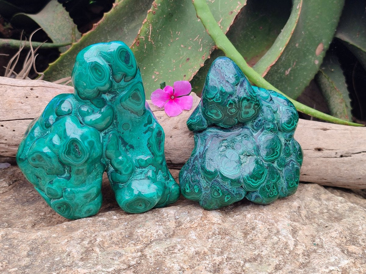 Polished Flower Banded Malachite Free Forms x 2 From Congo