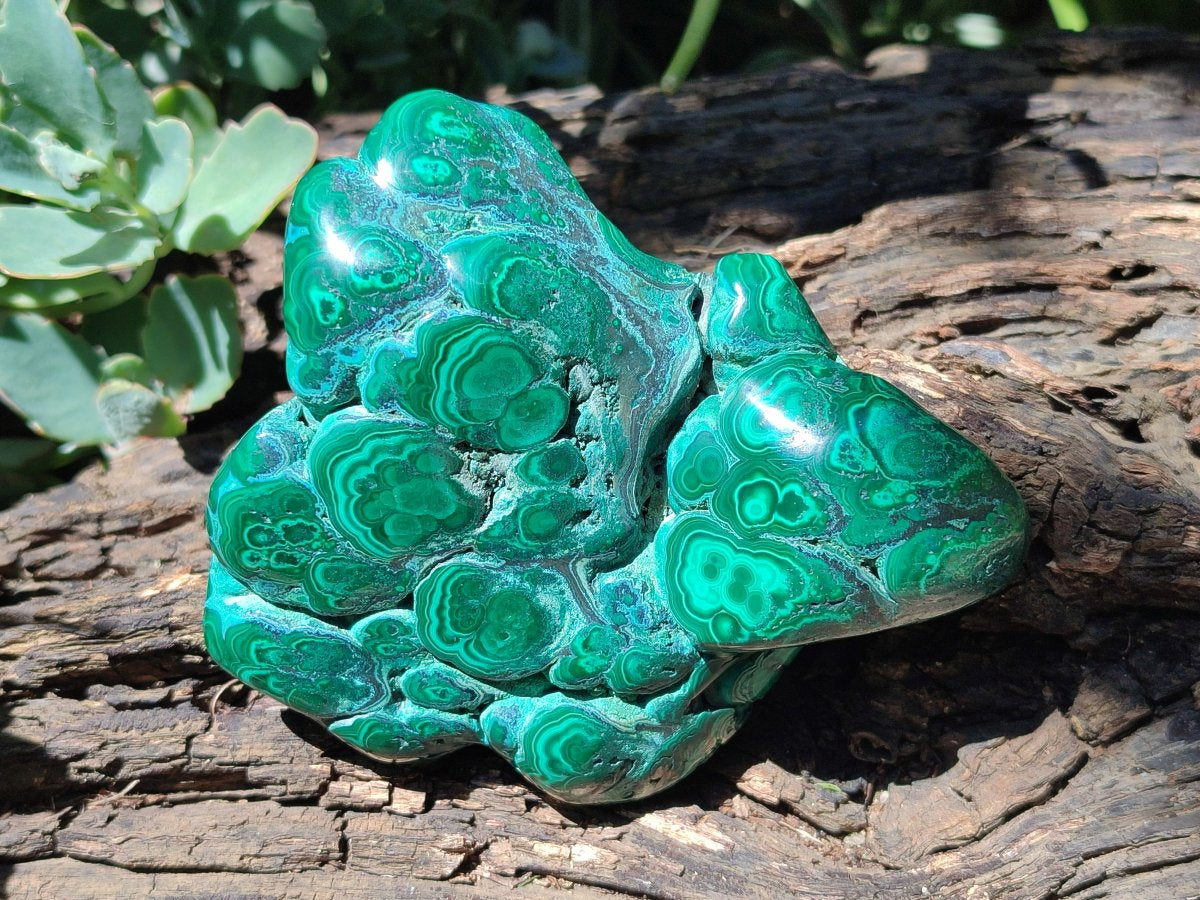 Polished Flower Banded Malachite Free Forms x 2 From Congo - Toprock Gemstones and Minerals 