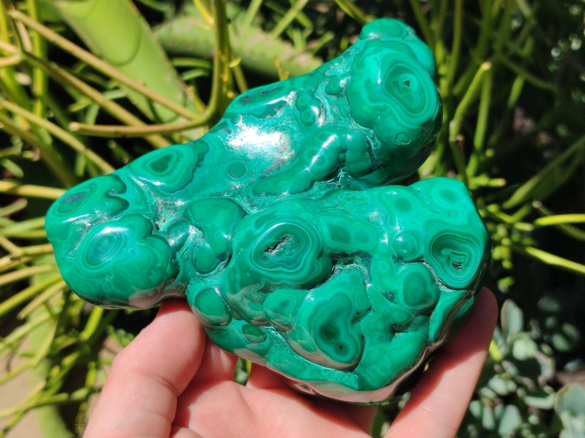 Polished Flower Banded Malachite Free Forms x 2 From Congo