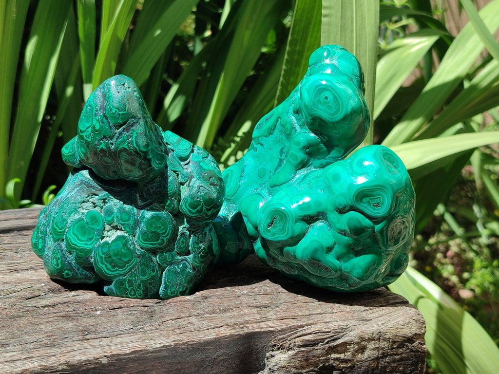 Polished Flower Banded Malachite Free Forms x 2 From Congo - Toprock Gemstones and Minerals 