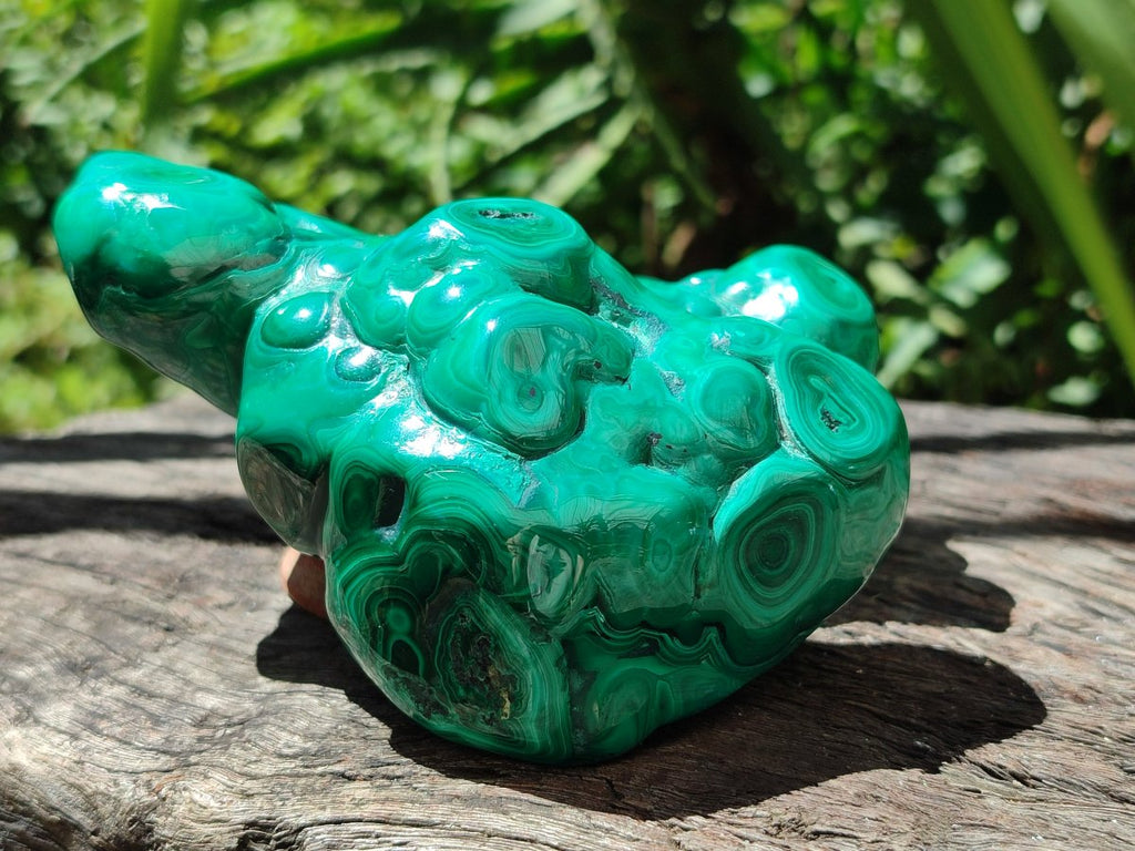 Polished Flower Banded Malachite Free Forms x 2 From Congo - Toprock Gemstones and Minerals 