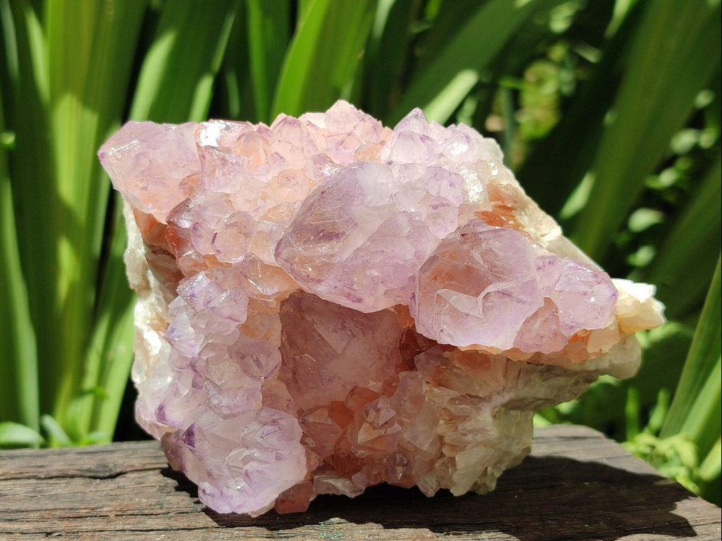 Natural Cactus Flower Amethyst Spirit Clusters x 2 From South Africa