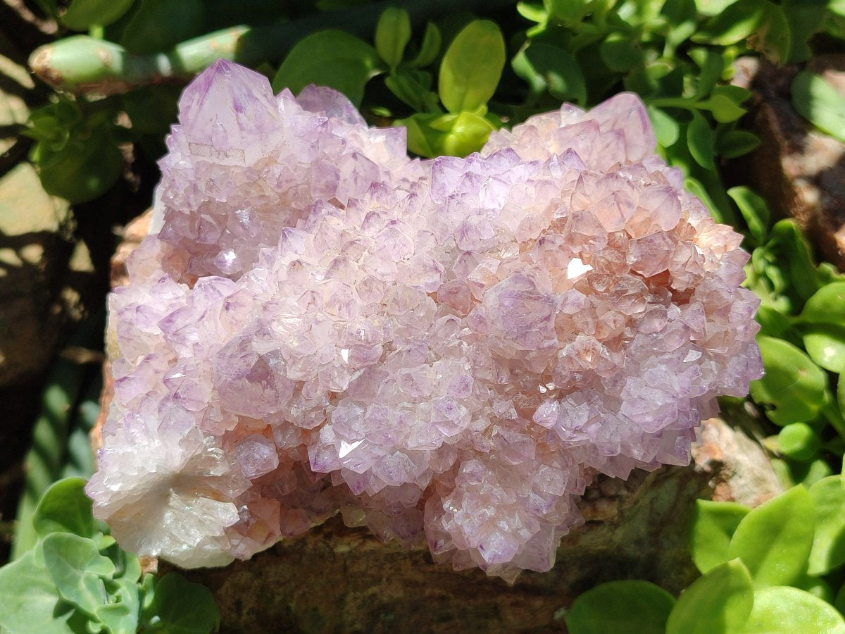 Natural Cactus Flower Amethyst Spirit Clusters x 2 From South Africa