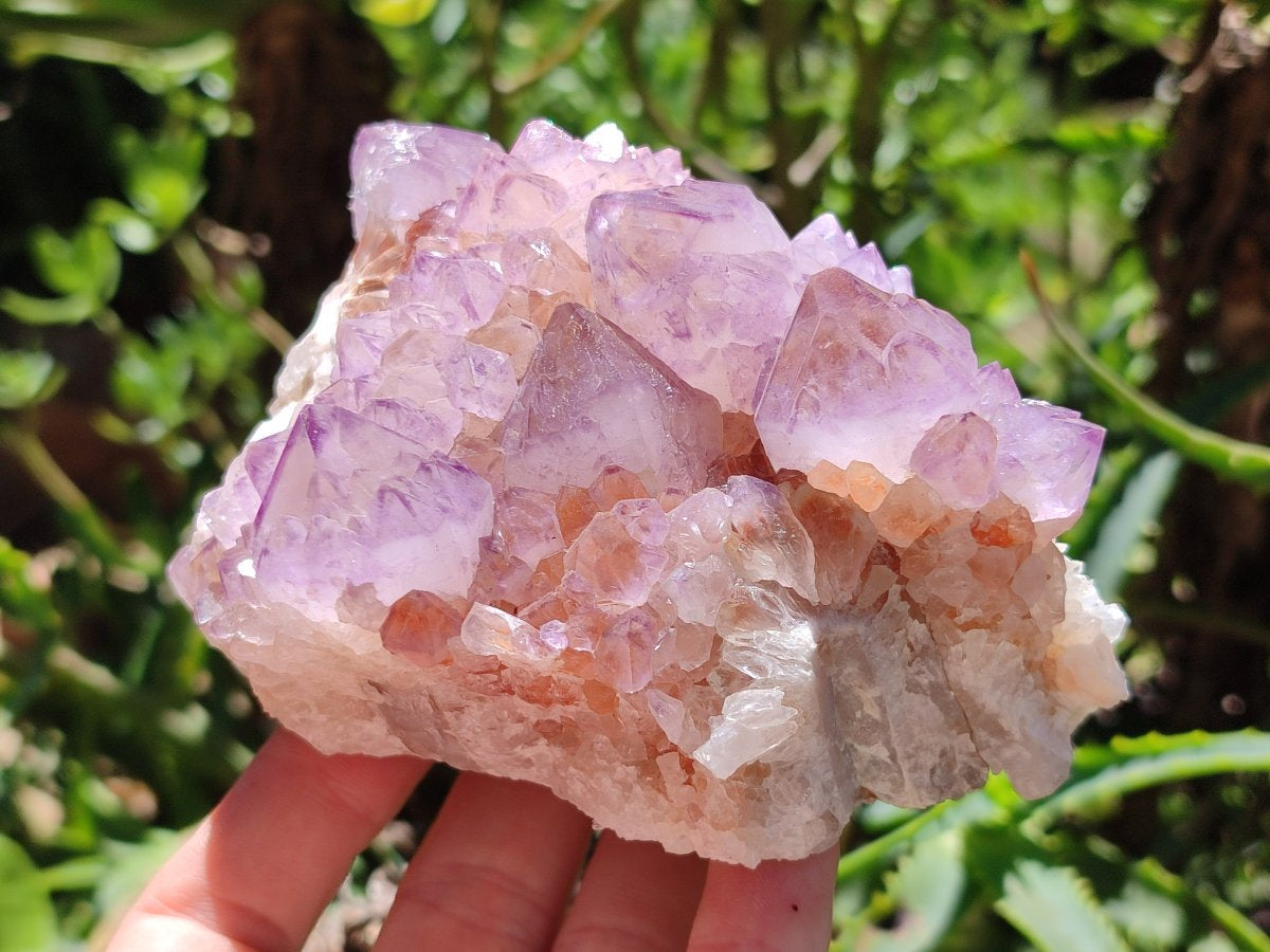 Natural Cactus Flower Amethyst Spirit Clusters x 2 From South Africa