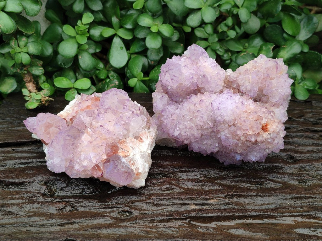 Natural Cactus Flower Amethyst Spirit Clusters x 2 From South Africa