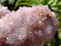 Natural Cactus Flower Amethyst Spirit Clusters x 2 From South Africa
