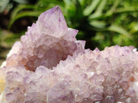 Natural Cactus Flower Amethyst Spirit Clusters x 2 From South Africa