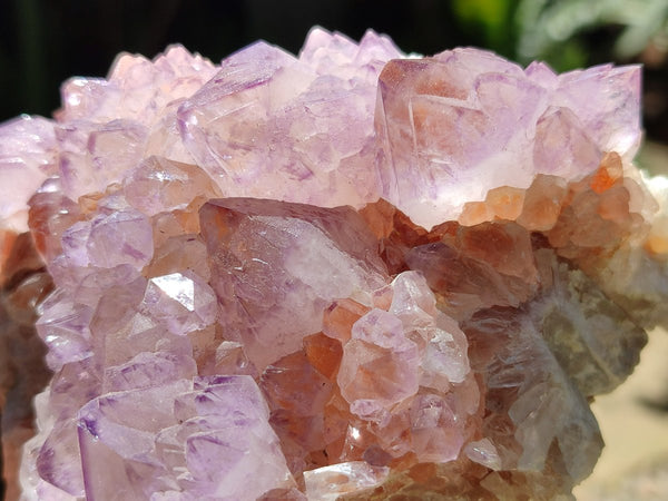 Natural Cactus Flower Amethyst Spirit Clusters x 2 From South Africa