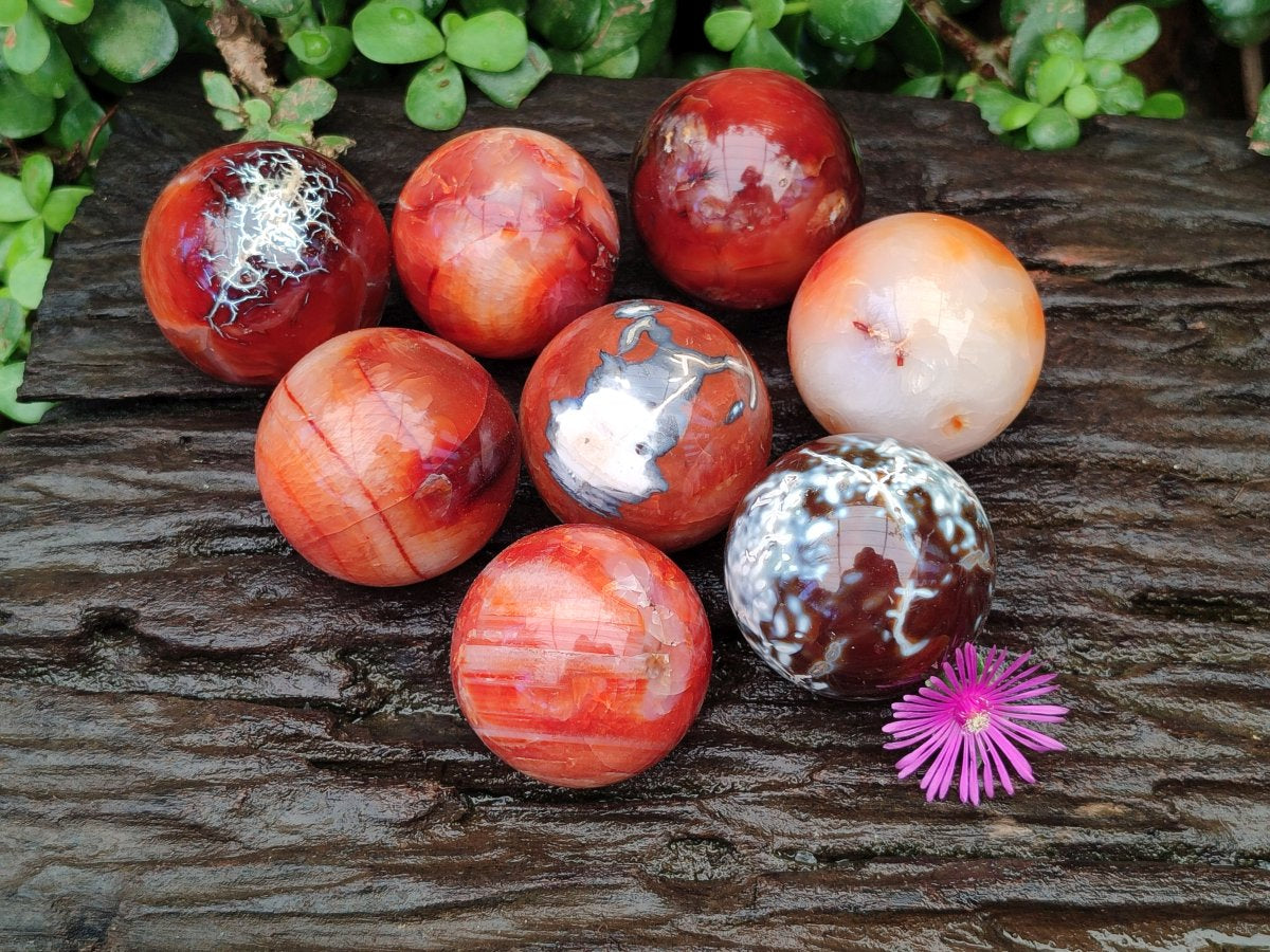 Polished Carnelian Agate Gemstone Spheres x 8 From Madagascar