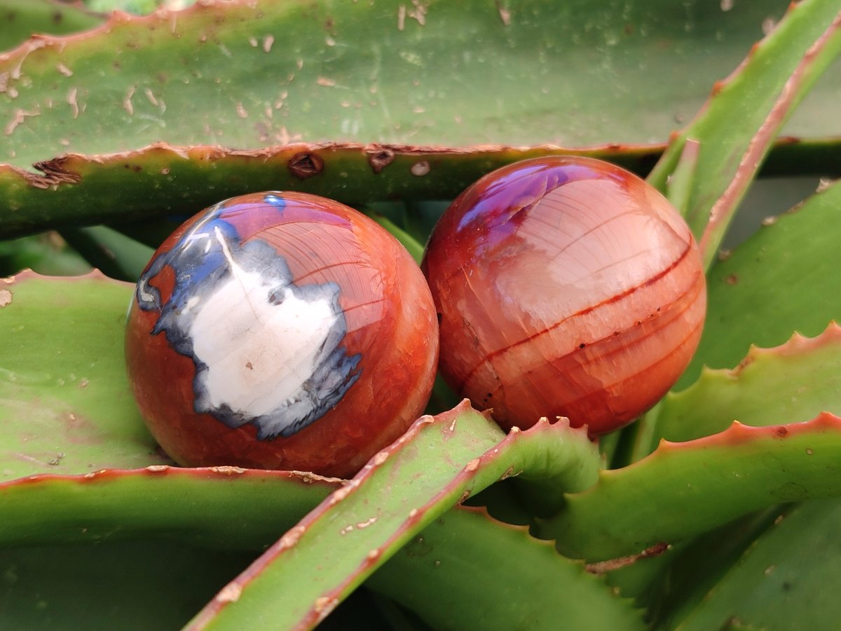 Polished Carnelian Agate Gemstone Spheres x 8 From Madagascar