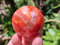 Polished Carnelian Agate Gemstone Spheres x 8 From Madagascar
