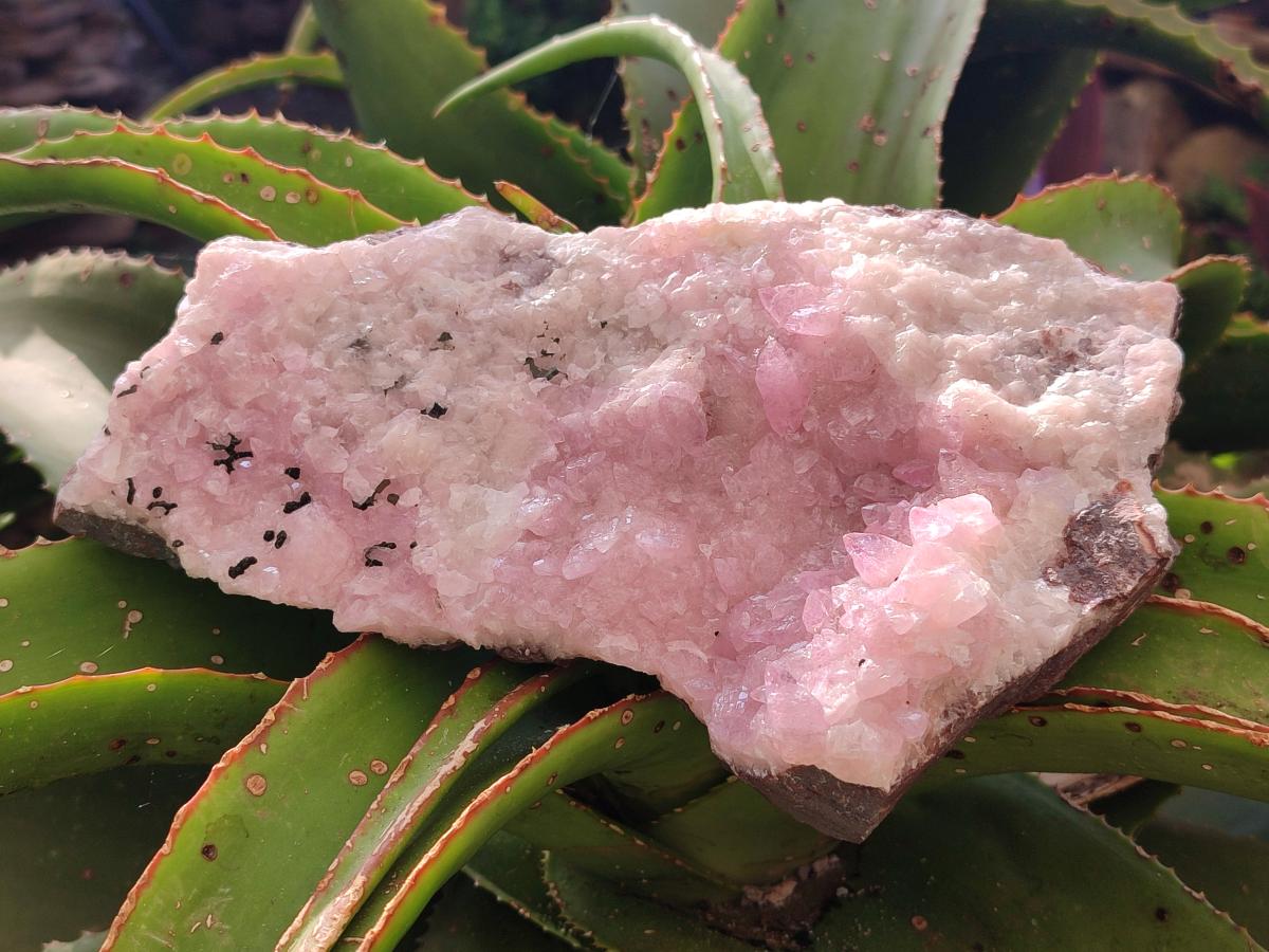 Natural Rare Rhodocalcite Specimen x 1 From Congo