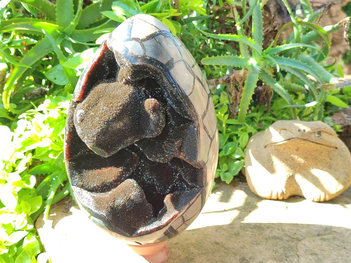 Polished XL Septerye Sauvage "Dragons Egg" Geode x 1 From Mahajanga, Madagascar
