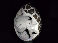 Polished XL Septerye Sauvage "Dragons Egg" Geode x 1 From Mahajanga, Madagascar