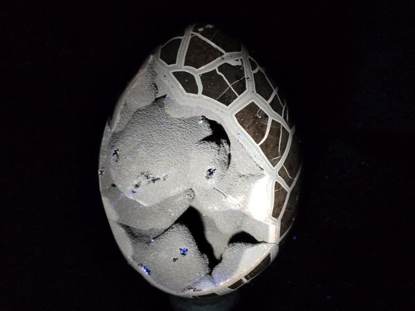 Polished XL Septerye Sauvage 