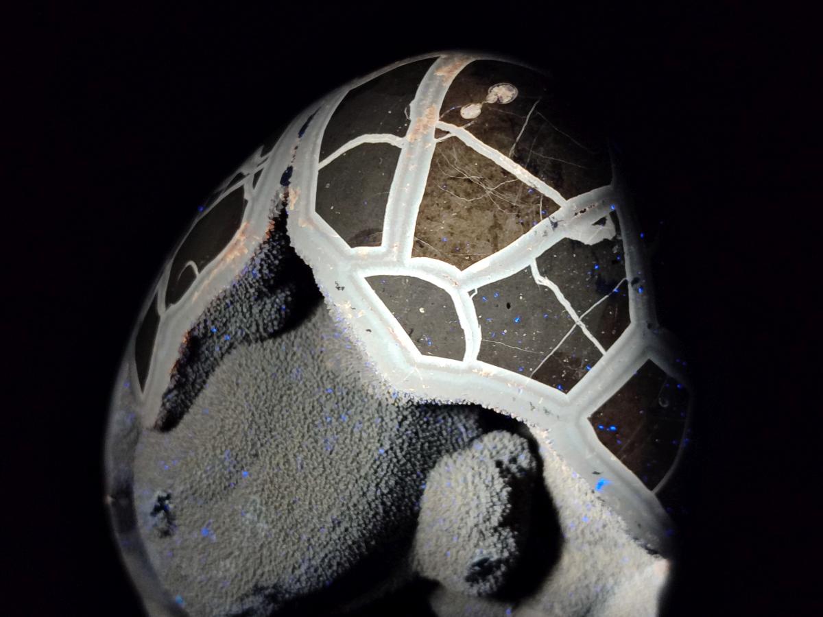 Polished XL Septerye Sauvage "Dragons Egg" Geode x 1 From Mahajanga, Madagascar