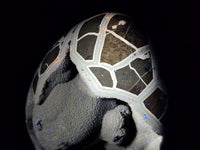 Polished XL Septerye Sauvage "Dragons Egg" Geode x 1 From Mahajanga, Madagascar