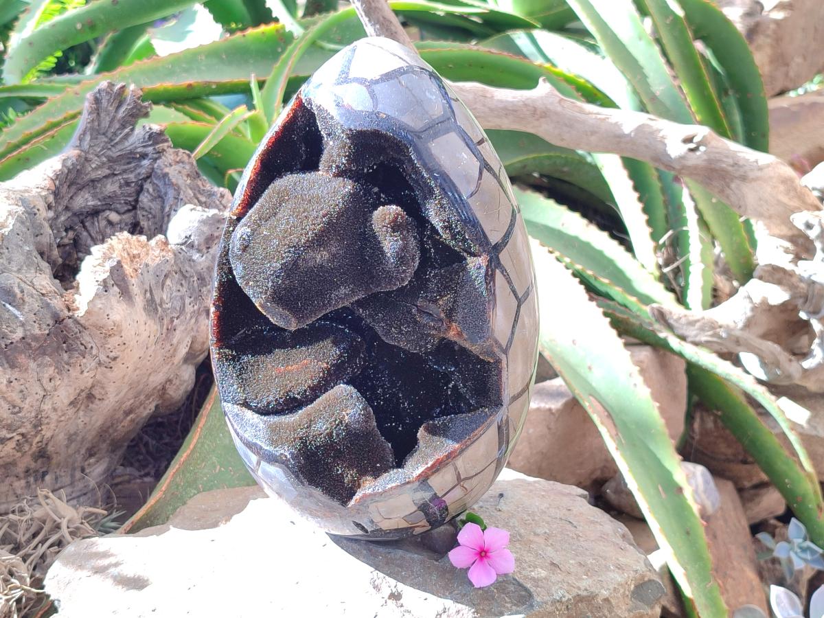Polished XL Septerye Sauvage "Dragons Egg" Geode x 1 From Mahajanga, Madagascar