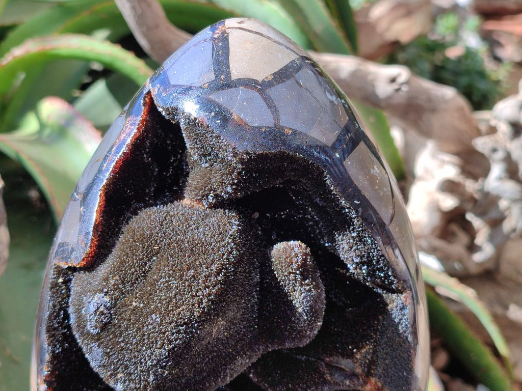 Polished XL Septerye Sauvage "Dragons Egg" Geode x 1 From Mahajanga, Madagascar